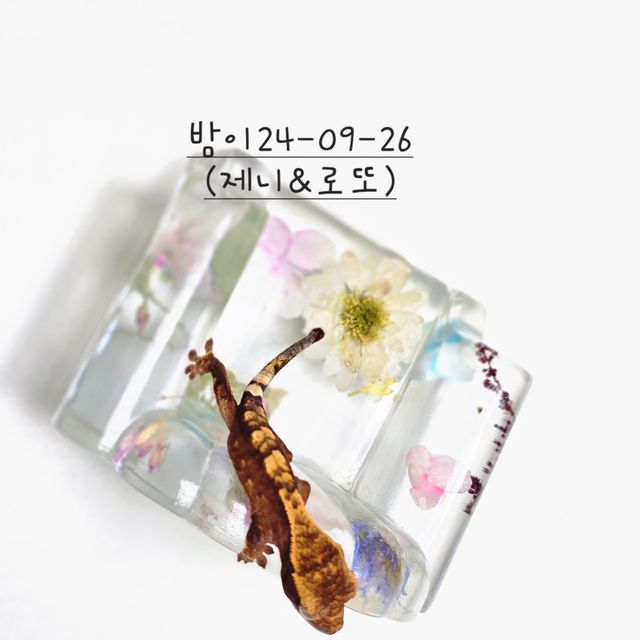 노멀 레드