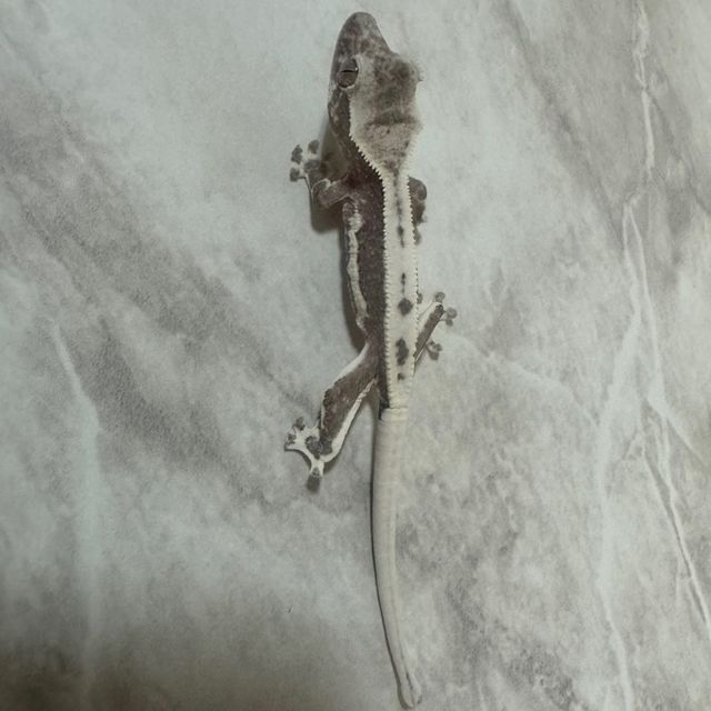 릴잔틱