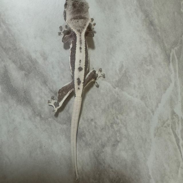 릴잔틱