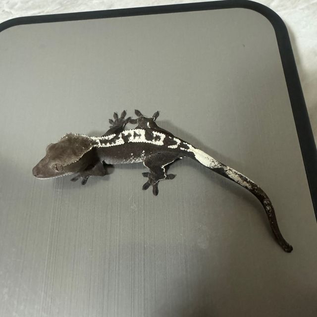 아잔틱