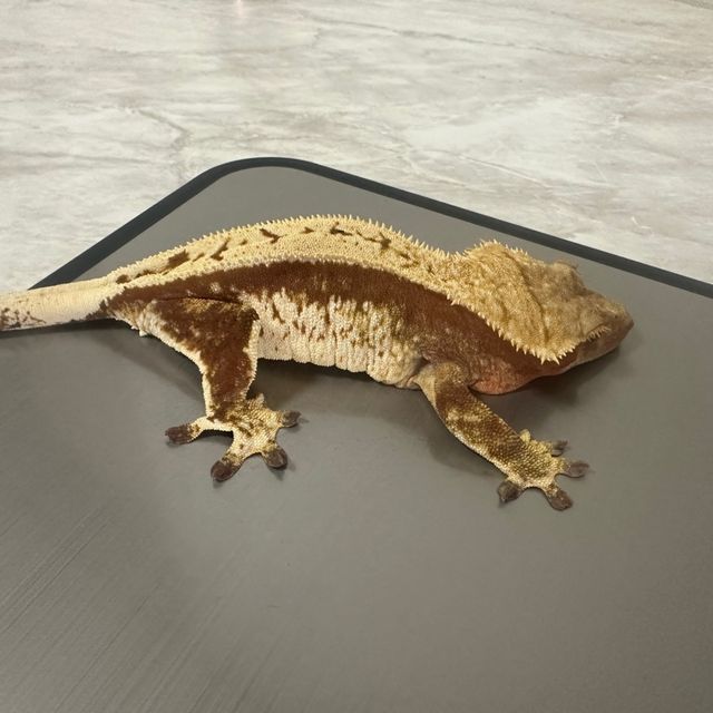 레드