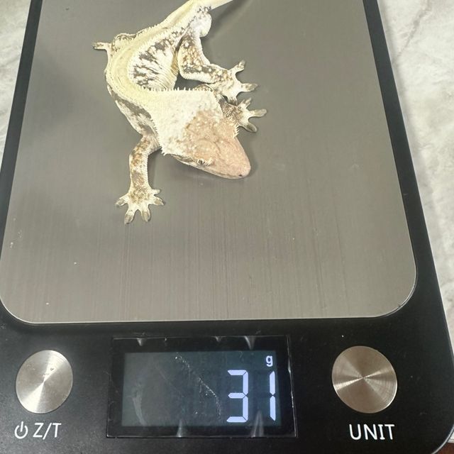 릴리화이트