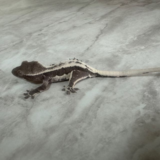 릴잔틱