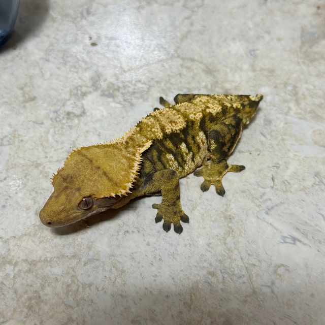 바브 화이트포트홀 텐저린 트라이 화이트핀
