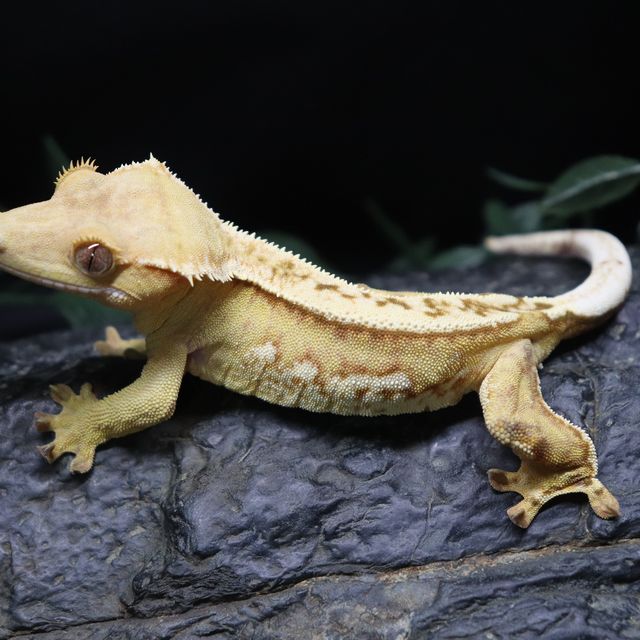 크림시클