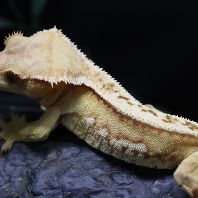 크림시클