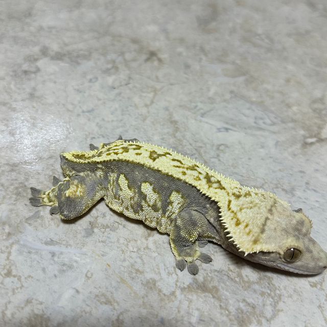 쿼드 풀핀 할리퀸