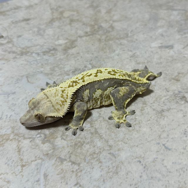 쿼드 풀핀 할리퀸