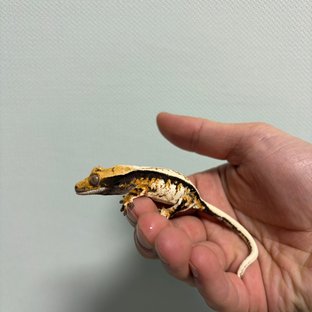 노멀 트라이 풀핀 텐저린 핀스트라이프