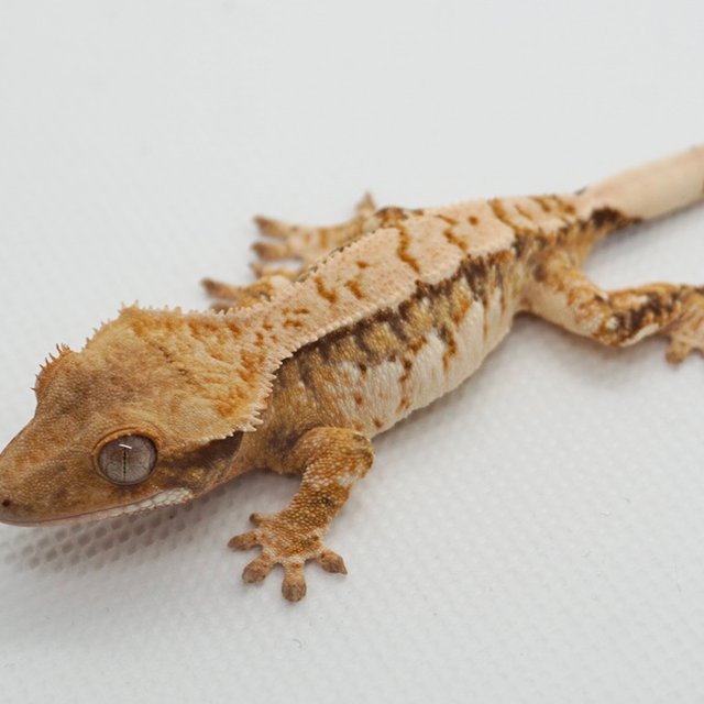 노멀 트라이 드리피 화이트스팟 텐저린 화이트포트홀