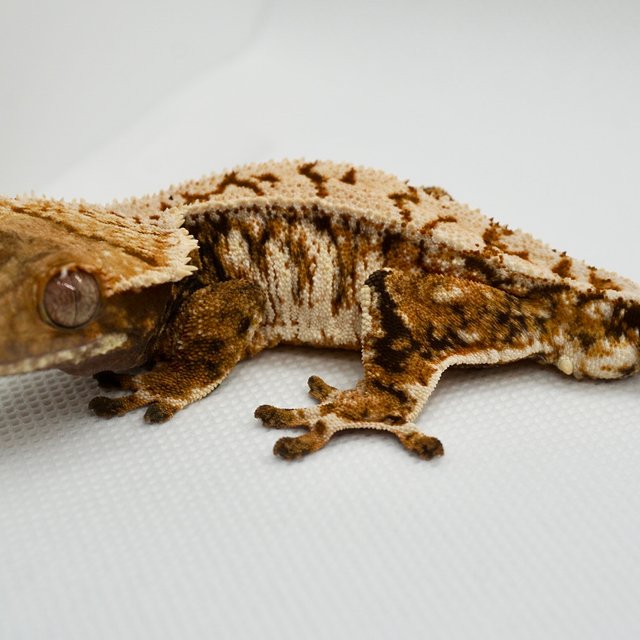 노멀 트라이 드리피 화이트스팟 화이트크라운 텐저린