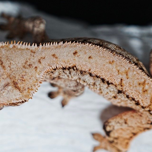 노멀 트라이 익스트림할리퀸 화이트스팟 드리피