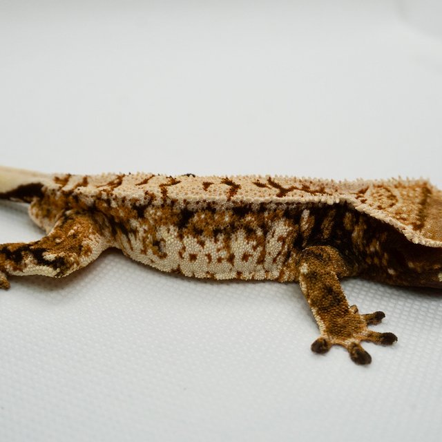 노멀 트라이 드리피 화이트스팟 화이트크라운 텐저린