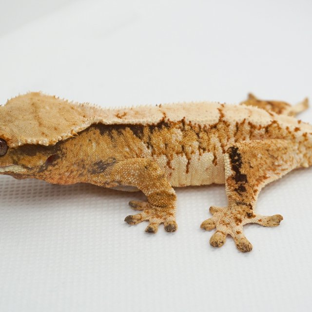 노멀 트라이 익스트림할리퀸 화이트스팟 화이트크라운 텐저린