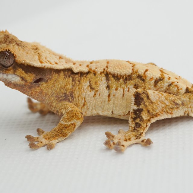 노멀 트라이 익스트림할리퀸 화이트스팟