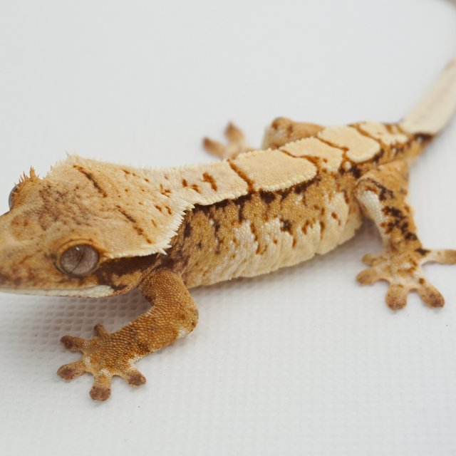 노멀 트라이 익스트림할리퀸 화이트크라운 화이트포트홀 텐저린