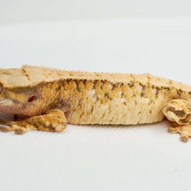 노멀 트라이 드리피 익스트림할리퀸 화이트스팟 화이트포트홀