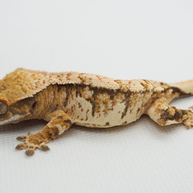 노멀 트라이 화이트스팟 익스트림할리퀸