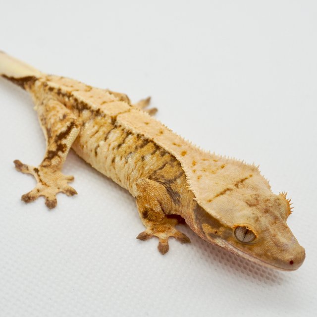 노멀 트라이 드리피 익스트림할리퀸 화이트스팟 화이트포트홀