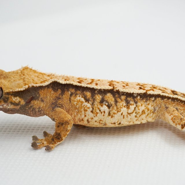 노멀 트라이 익스트림할리퀸 텐저린 화이트크라운