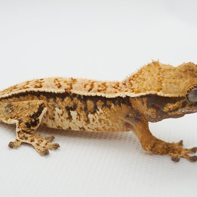 노멀 트라이 익스트림할리퀸 텐저린 화이트크라운