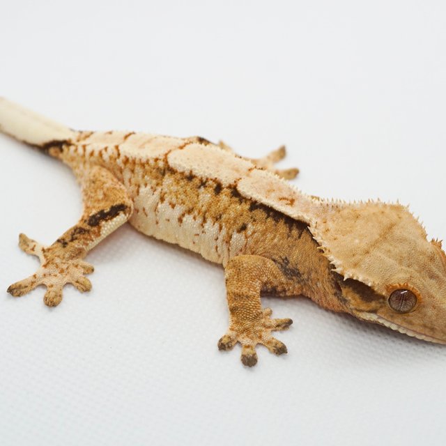 노멀 트라이 익스트림할리퀸 화이트스팟 화이트크라운 텐저린