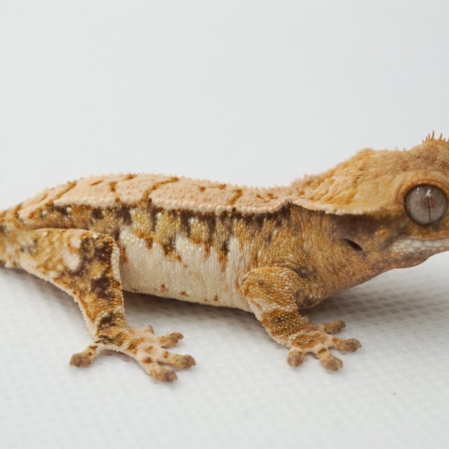 노멀 트라이 드리피 화이트스팟 텐저린 화이트포트홀