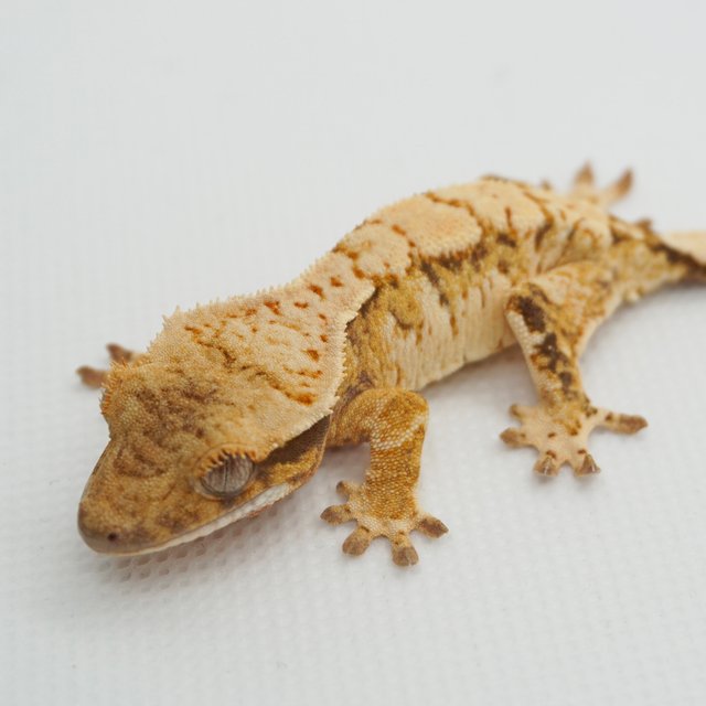 노멀 트라이 익스트림할리퀸 화이트스팟