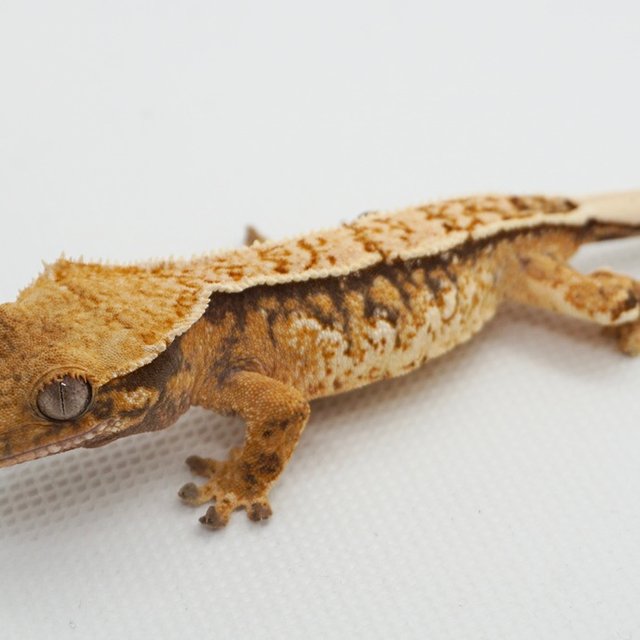 노멀 트라이 익스트림할리퀸 텐저린 화이트크라운