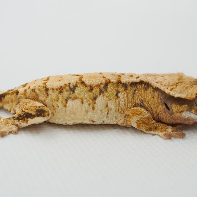 노멀 트라이 익스트림할리퀸 화이트스팟