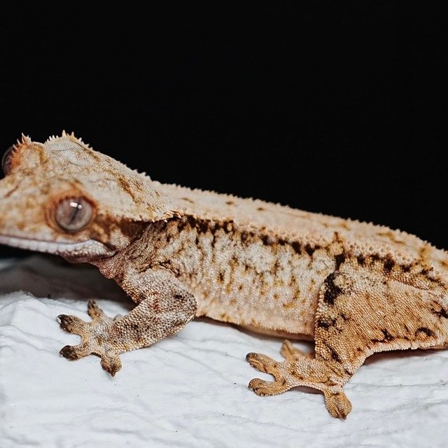 노멀 트라이 익스트림할리퀸 화이트스팟 드리피