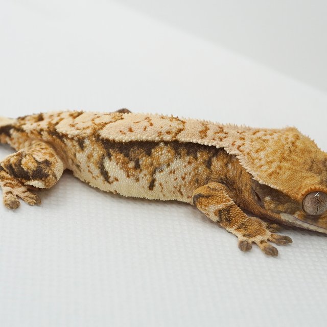 노멀 트라이 화이트스팟 익스트림할리퀸