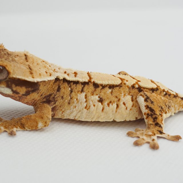 노멀 트라이 익스트림할리퀸 화이트크라운 화이트포트홀 텐저린