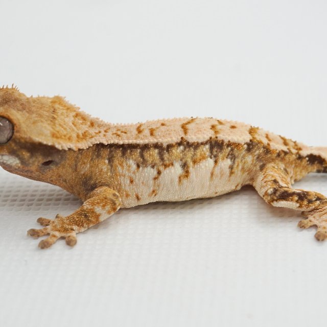 노멀 트라이 드리피 화이트스팟 텐저린 화이트포트홀