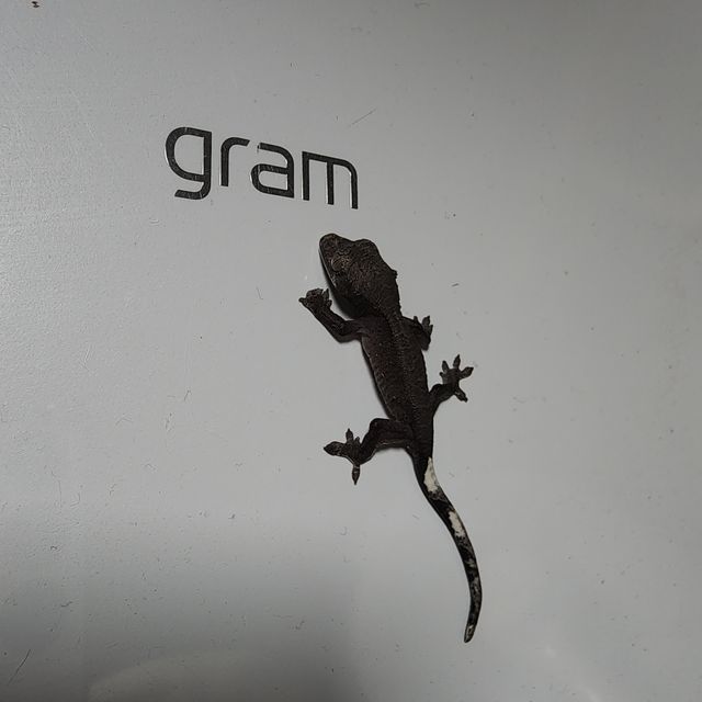 아잔틱