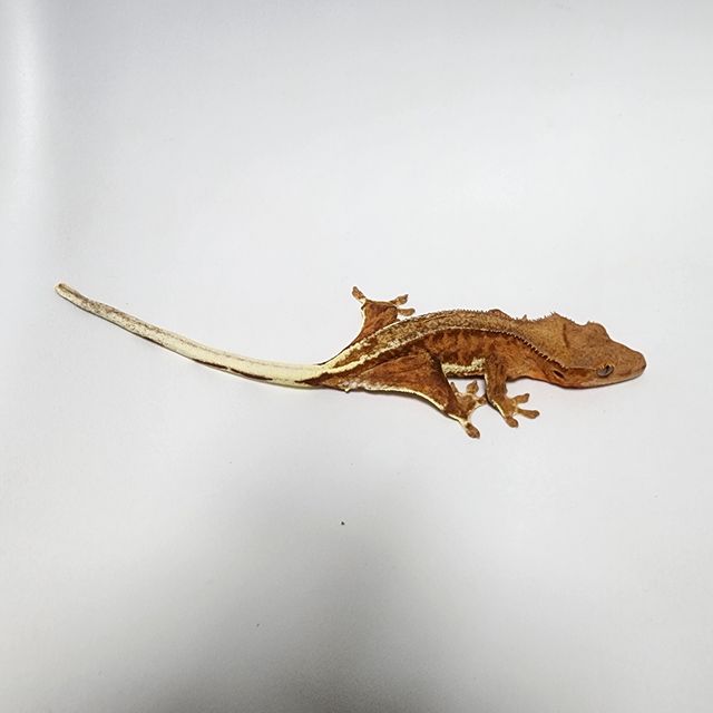 레드 팬텀 릴리화이트