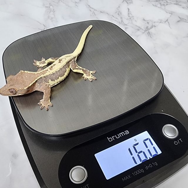 프라푸치노