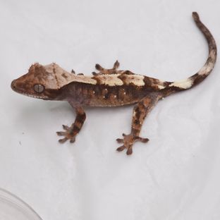 세이블