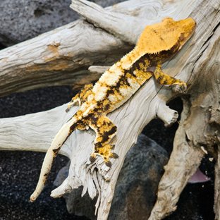 익스트림할리퀸 트라이