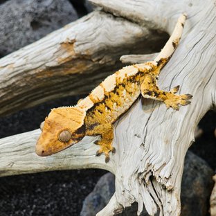 트라이 익스트림할리퀸