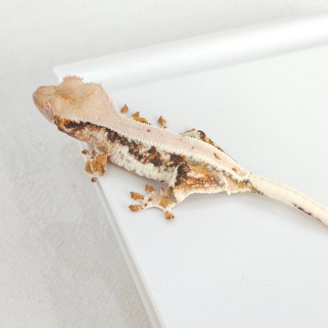 릴리화이트 트라이