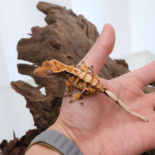 트라이