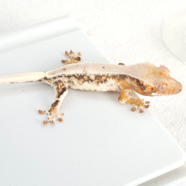 릴리화이트 트라이