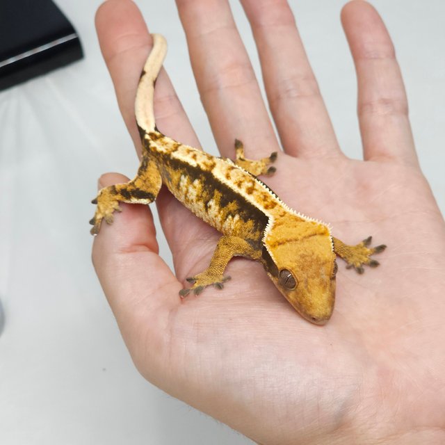 트라이 익스트림할리퀸