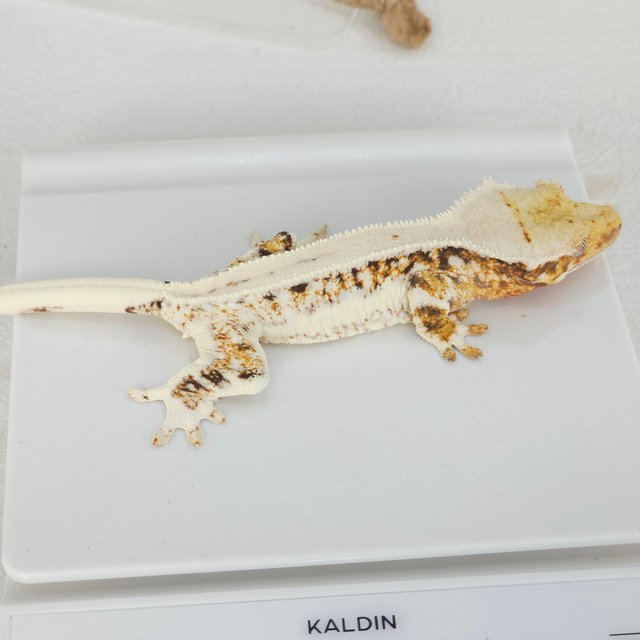 릴리화이트 트라이