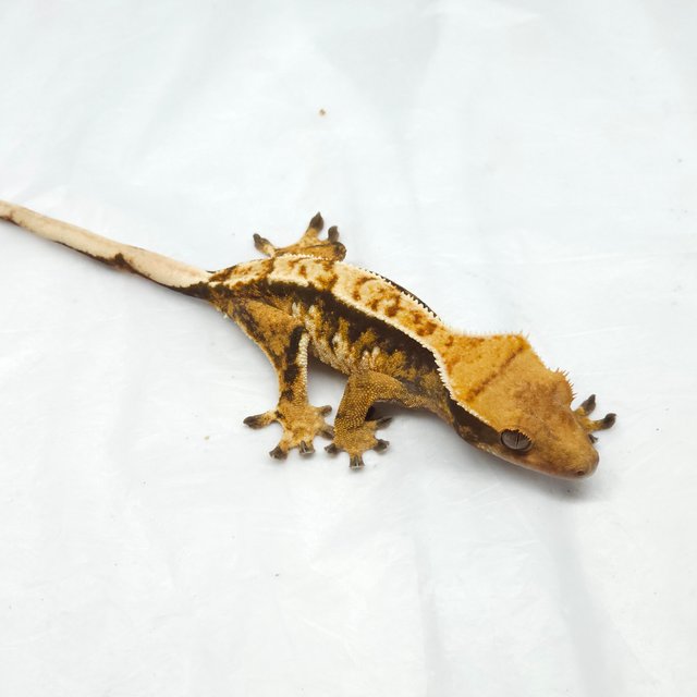 트라이 익스트림할리퀸