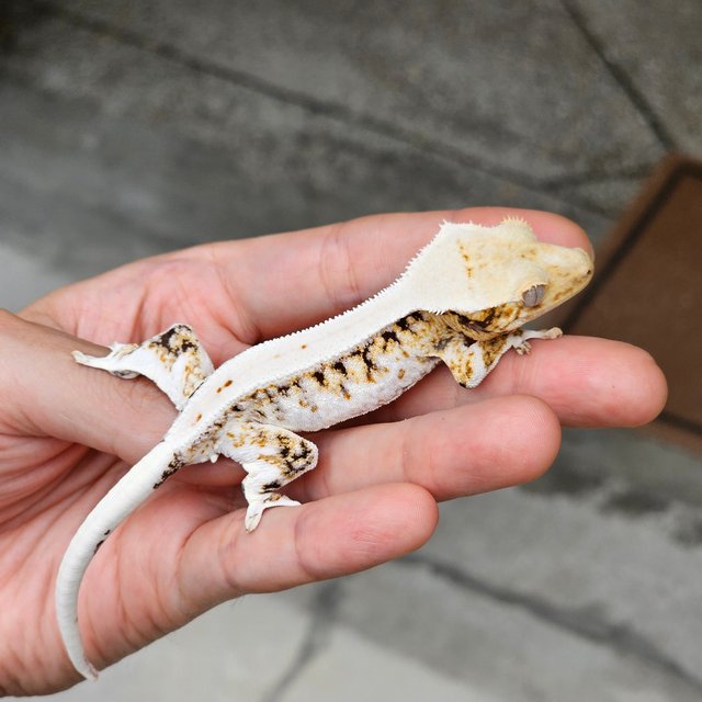 릴리화이트 트라이 옐로우