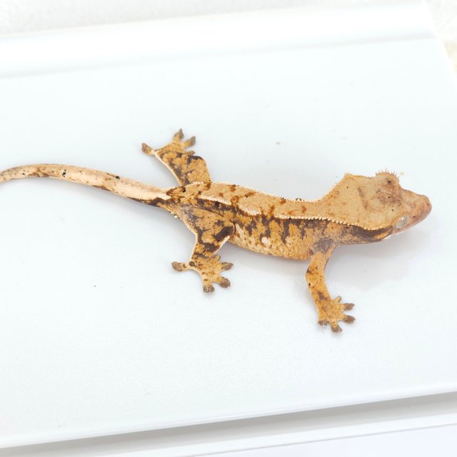 트라이 익스트림할리퀸