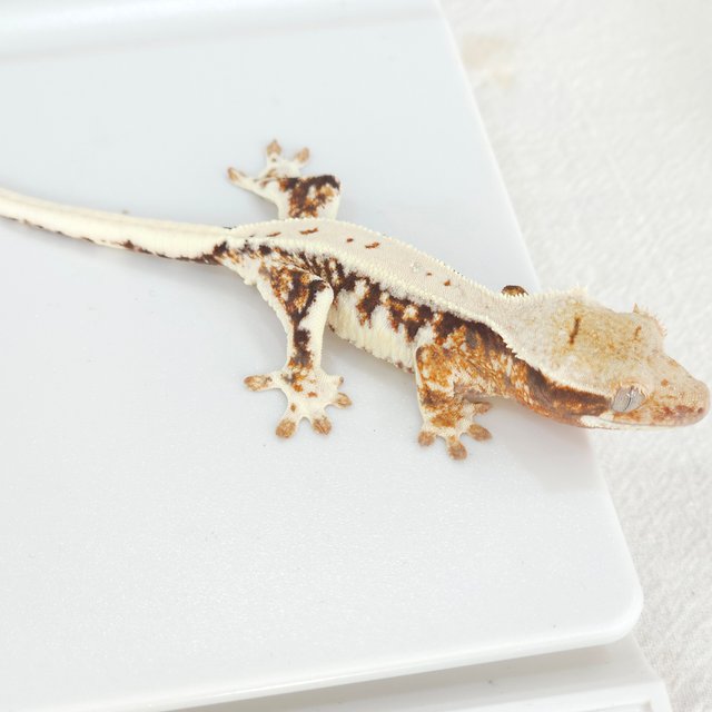 릴리화이트 트라이