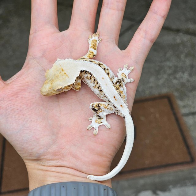 릴리화이트 트라이 옐로우